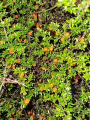 Coprosma nitida