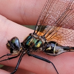 Somatochlora walshii