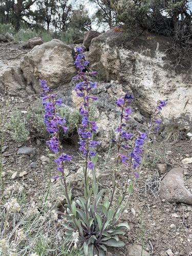 Image of Penstemon pachyphyllus by (c) Matt Berger, some rights reserved (CC BY)