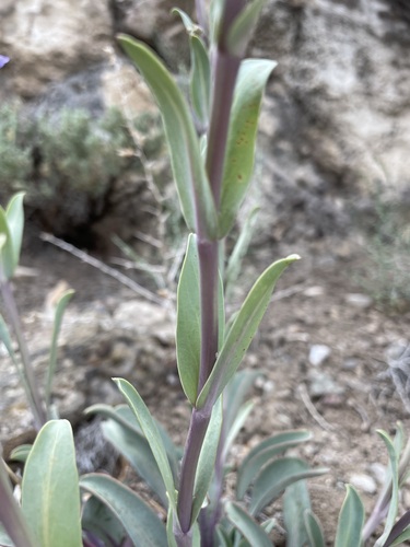 Image of Penstemon pachyphyllus by (c) Matt Berger, some rights reserved (CC BY)