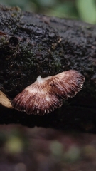 Postia venata