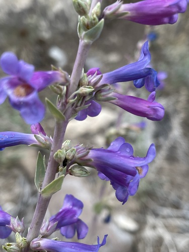 Image of Penstemon pachyphyllus by (c) Matt Berger, some rights reserved (CC BY)