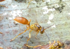 Agelaia centralis image