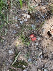 Fungi