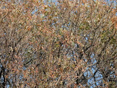 Schinopsis lorentzii