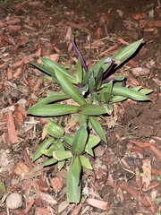 Tradescantia spathacea
