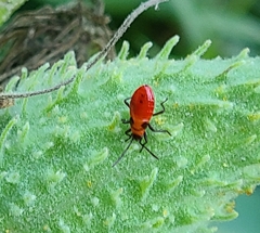 Oncopeltus fasciatus