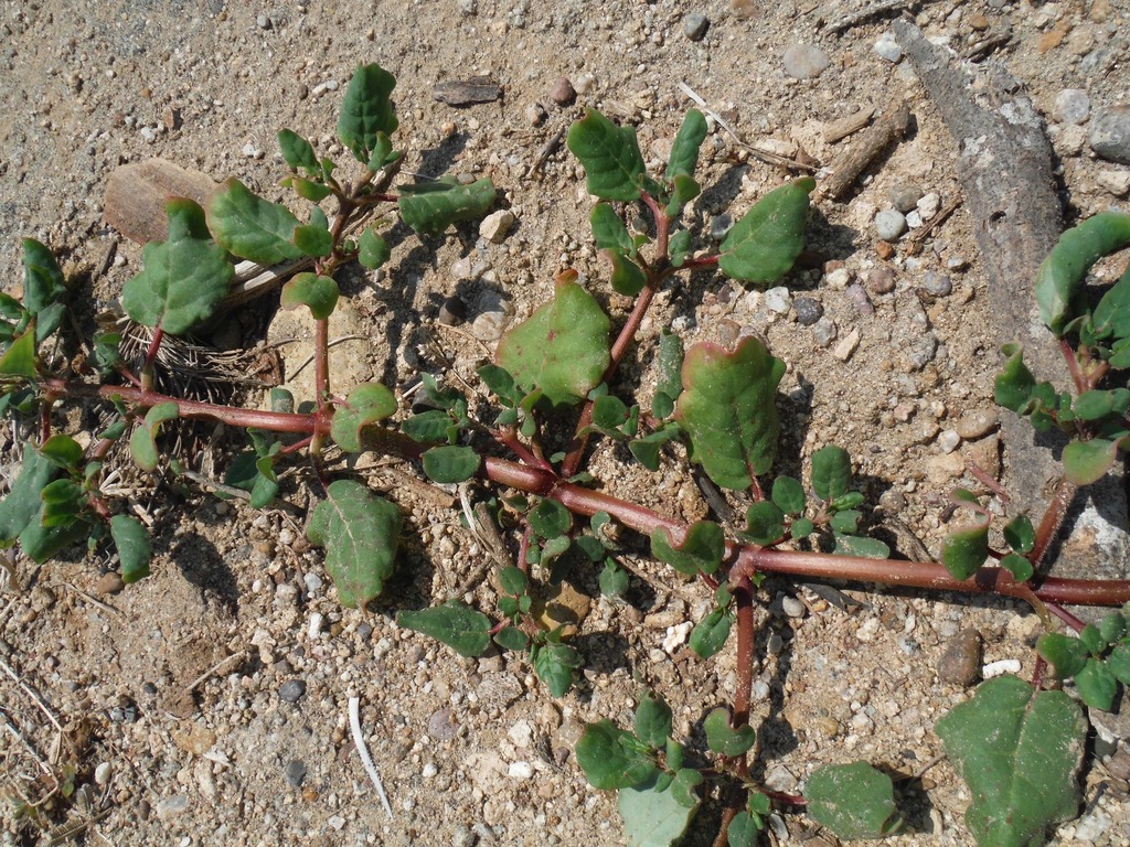 desert horse purslane from Ceuta, Elota, Sinaloa on July 21, 2015 by ...