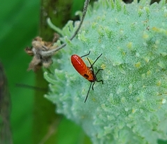 Oncopeltus fasciatus
