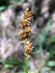 Carex aggregata