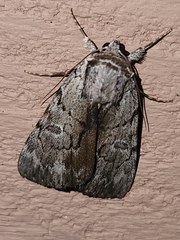 Catocala sordida