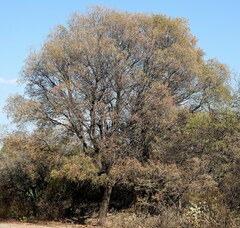 Schinopsis lorentzii