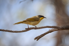Lichenostomus cratitius