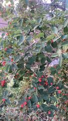 Lonicera