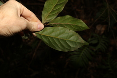 Endiandra muelleri muelleri