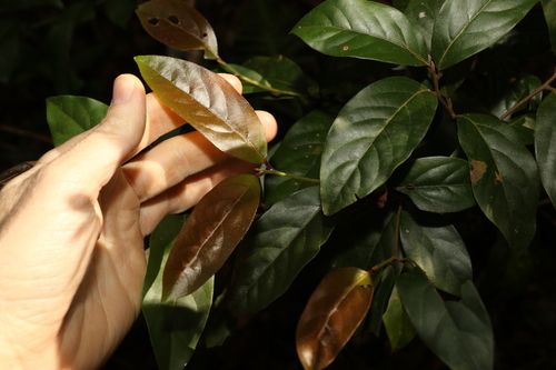 Image of Endiandra mulleri by (c) Greg Tasney, some rights reserved (CC BY-SA)