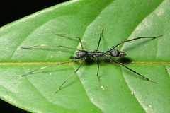 Myrmecium