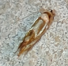 Philonome wielgusi