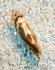 Philonome wielgusi