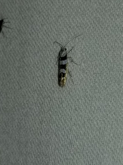 Argyresthia calliphanes