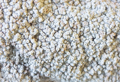 Coccotrema maritimum