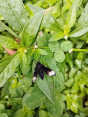 Pompiliodes albomarginata