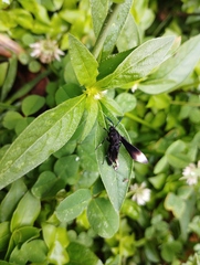 Pompiliodes albomarginata