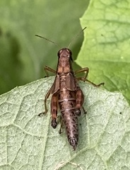 Melanoplus viridipes