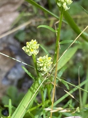 Polygala nuttallii