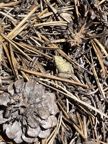 iNaturalist observation photo of Pacific chorus frog