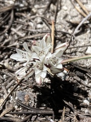 Allium obtusum obtusum