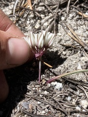 Allium obtusum obtusum
