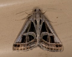 Callistege intercalaris