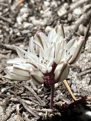 Allium obtusum obtusum