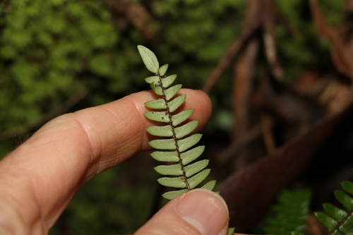 Image of Pellaea nana by (c) Greg Tasney, some rights reserved (CC BY-SA)