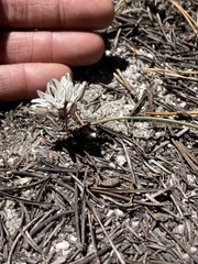 Allium obtusum obtusum