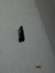 Dichomeris ochripalpella