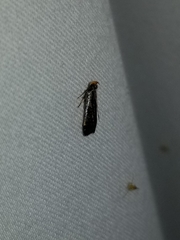 Dichomeris ochripalpella
