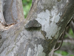 Hamadryas atlantis lelaps