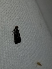 Dichomeris ochripalpella