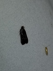 Dichomeris ochripalpella