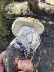Boletus edulis grandedulis