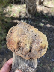 Boletus edulis grandedulis