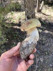 Boletus edulis grandedulis