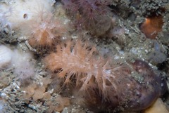 Eunephthya susanae