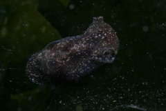 Haminoea alfredensis