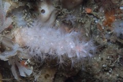 Eunephthya susanae