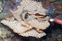 Adeonellopsis