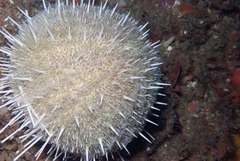 Echinus gilchristi