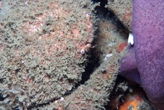 Dromidia aegibotus